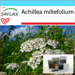 SAFLAX - Kingikomplekt - Harilik raudrohi - 200 seemet - Koos kinkekarbi, kaardi, etiketi ja potisubstraadiga - Achillea millefolium