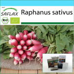 SAFLAX - Kingikomplekt - Orgaaniline - Redis - Prantsuse hommikus&ouml;&ouml;k - 150 seemet - Koos kinkekarbi, kaardi, etiketi ja potisubstraadiga - Raphanus sativus