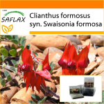 SAFLAX - Aed kotis - Sturt's Desert Hernes - 20 seemet - Substraadiga sobivas p&uuml;stijas kotis - Clianthus formosus