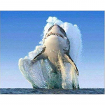 5D isetehtud teemantmaalikomplekt, loomahai pildid kividest tikandid mosaiik ristpistes kodukaunistus 40x50cm Full Round 20x30CM