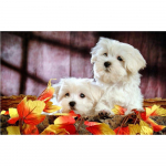 3D-teemanttikandid ristpistes &uuml;mmargune kivimaaling loomakoer Full Round 20x25CM