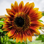 Lillede p&auml;evalilleseemnete segu 5g - VILMORIN