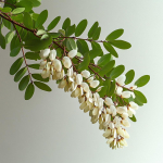 15 Robinia seemet &ndash; vale akaatsia &ndash; poolmetsik permakultuur