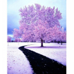 5D Teemantmaali Tikand Ise ise k&auml;sitsi K&auml;sit&ouml;&ouml; Lilla lillepuu Teemantmaaling Kingitus Teemant 20X30CM