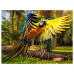 5D DIY Teemanttikandid Papagoi Loom Lind Teemantmaal Ristpistes 20X30CM