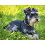 &Scaron;nautseri teemantmaal Ristpistes Kristallkivist teemanttikandid Mosaiik &Uuml;marmosaiik Joonis 5d Ristpistes Painti Full Round 20x30CM