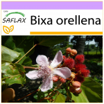SAFLAX &ndash; Huulepulgapuu &ndash; 20 seemet &ndash; Bixa orellena