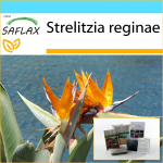 SAFLAX - Kingikomplekt - Paradiisilind - 5 seemet - Koos kinkekarbi, kaardi, etiketi ja potisubstraadiga - Strelitzia reginae