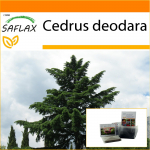 SAFLAX - Aed kotis - India seeder - 35 seemet - Substraadiga sobivas p&uuml;stijas kotis - Cedrus deodara