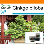 SAFLAX - Aed kotis - Bonsai - Neitsikarva puu - 4 seemet - Substraadiga sobivas p&uuml;stijas kotis - Ginkgo biloba