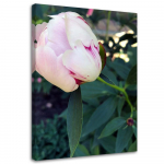 L&otilde;uenditr&uuml;kk Peony Pink Flower 40x60 roosa