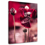 L&otilde;uenditr&uuml;kk Red Poppy 40x60 roosa