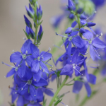 200 Hyssop officinale seemnet Hyssopus officinalis reprodutseeritav t&ouml;&ouml;tlemata