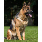 5D t&auml;is&uuml;mmargune teemantmaaling Saksa lambakoera tikand Teemantmosaiik ristpistes kaunistus Full Round 30x40CM