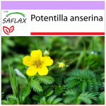 SAFLAX - Silverweed - 20 seemet - Potentilla anserina