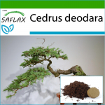 SAFLAX - Bonsai - India seeder - 35 seemet - Potisubstraadiga paremaks kasvatamiseks - Cedrus deodara