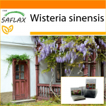 SAFLAX - Aed kotis - Sinine Hiina Wisteria - 4 seemet - Substraadiga sobivas p&uuml;stises kotis - Wisteria sinensis