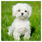 DIY 3D Teemantmaal Koer Tikand Rist k&auml;sit&ouml;&ouml; Stitch Kodukaunistus Full Round 20x20CM