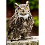 5D DIY Teemantmaaling Animal Eagle t&auml;ispuurikomplektid &uuml;mmargune &uuml;mmargune mosaiik K&auml;sitsi valmistatud kunst tikandid kodukaunistuse kingitus Full Round 20x30CM