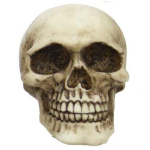 Les Tr&eacute;sors De Lily [R6681] &ndash; beež 'Skull' vaigust kujuke &ndash; 95x67x65 mm beež