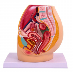 Anatoomiline naise reproduktiivorganite mudel demonstratsiooniks Naise vaagna&otilde;&otilde;ne anatoomia mudel Klassiruumis &otilde;ppevahend 1