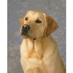 T&auml;is&uuml;mmargune puur Teemantmaaling P&auml;ikeseloojangu teemantkunst tikandid Looduslikud maastikud Saabumine Mosaiik Toakaunistused Kingitus 20X30CM punane