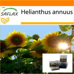 SAFLAX - Aed kotis - P&auml;evalill Titan - 20 seemet - Substraadiga sobivas p&uuml;stijas kotis - Helianthus annuus