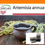 SAFLAX &ndash; Aed kotis &ndash; Sweet Wormwood Qing Hao &ndash; 250 seemet &ndash; Substraadiga sobivas p&uuml;stises kotis &ndash; Artemisia annua