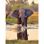 Teemantmaal T&auml;ispuur Elevant Broderie Diamant Multifilm Teemantristpiste 20X30CM