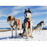 5D DIY Teemantmaal  Loomakoer  Snowfieldi teemant Tikand Ristpistes Seinakleebised Dekoratsioon Kingitus 20X30CM