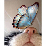 Uus 5D DIY Teemantmaaling Kass/liblikas Teemanttikandid Loomade Ristpistes T&auml;is&uuml;mmargused puurid K&auml;sit&ouml;&ouml; Kodukaunistuse kingitus Full Round 15x20CM