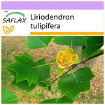 SAFLAX - Tulbipuu - 20 seemet - Liriodendron tulipifera