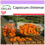 SAFLAX - Chili - Kollane Habanero - 10 seemet - Capsicum chinense