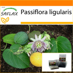 SAFLAX - Aed kotis - Sweet Granadilla - 20 seemet - Substraadiga sobivas p&uuml;stises kotis - Passiflora ligularis