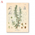 V&uuml;rtsikad &uuml;rdid plakati tr&uuml;kkimine Petersell Salvei Rosmariin T&uuml;&uuml;miani keetmine Seinakunst Pilt L&otilde;uendimaal Kaasaegne k&ouml;&ouml;k Kodukaunistus 21X30cm No Frame