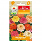 Zinnia scabbiosis segab aeda lilleseemneid