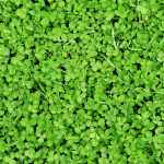 White Clover Euromic 100g v&auml;ikese ristiku mikroristik muru jaoks