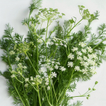 200 rohelise aniisi seemet &ndash; poolmetsik permakultuur