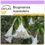 SAFLAX - Angel's Trompet White - 10 seemet - Brugmansia suaveolens