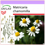 SAFLAX - Mayweed - 300 seemet - Matricaria chamomilla