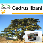 SAFLAX &ndash; kinkekomplekt &ndash; Liibanoni seeder &ndash; 20 seemet &ndash; Koos kinkekarbi, kaardi, etiketi ja potisubstraadiga &ndash; Cedrus libani