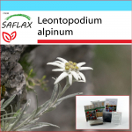 SAFLAX - Kingikomplekt - Edelweiss - 500 seemet - Koos kinkekarbi, kaardi, etiketi ja potisubstraadiga - Leontopodium alpinum