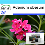 SAFLAX &ndash; kinkekomplekt &ndash; K&otilde;rberoos &ndash; 8 seemet &ndash; Kinkekarbi, kaardi, etiketi ja potisubstraadiga &ndash; Adenium obesum
