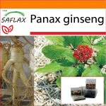 SAFLAX &ndash; Aed kotis &ndash; Korea žen&scaron;enn &ndash; 10 seemet &ndash; Substraadiga sobivas p&uuml;stijas kotis &ndash; Panaxi žen&scaron;enn