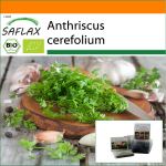 SAFLAX - Aed kotis - Orgaaniline - Chervil - 800 seemet - Substraadiga sobivas p&uuml;stijas kotis - Anthriscus cerefolium