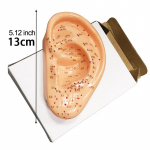 13/22/40cm k&otilde;rva n&otilde;elravi mudel Professionaalne refleksoloogia n&otilde;elravi n&auml;idikutarvikud N&otilde;elravi mannekeen 13cm Ear
