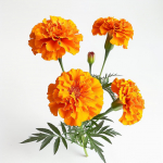 150 Graines d&rsquo;&OElig;illets d'Inde