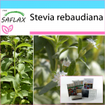 SAFLAX &ndash; kinkekomplekt &ndash; Paraguay magus leht &ndash; 100 seemet &ndash; Kinkekarbi, kaardi, etiketi ja potisubstraadiga &ndash; Stevia rebaudiana