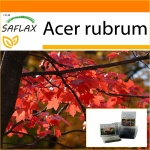 SAFLAX - Aed kotis - Punane vaher - 20 seemet - Substraadiga sobivas p&uuml;stijas kotis - Acer rubrum