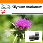 SAFLAX - Aed kotis - Piimaohakas - 75 seemet - Substraadiga sobivas p&uuml;stijas kotis - Silybum marianum